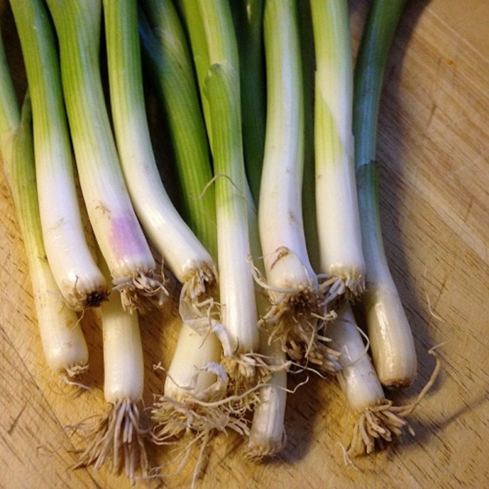 Onion (spring) Ramrod